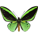 Emerald Green Birdwing - Ornithoptera priamus poseidon icon